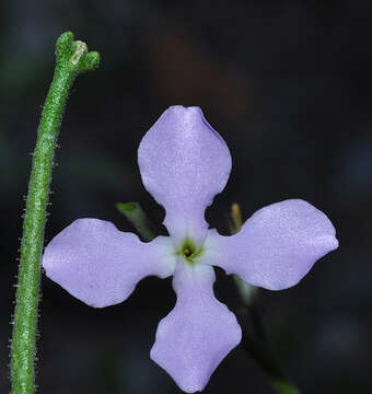 Imagem de Matthiola lunata DC.