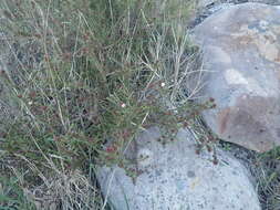 Image of Roella amplexicaulis Dod