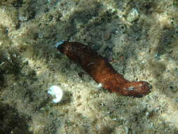 Image of white spot cucumber