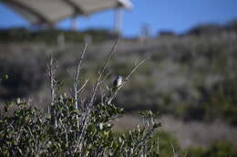 Image of Coastal California gnatcatcher