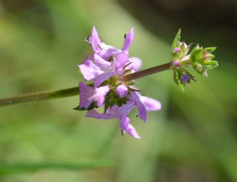 Imagem de Stachys harleyana A. Pool