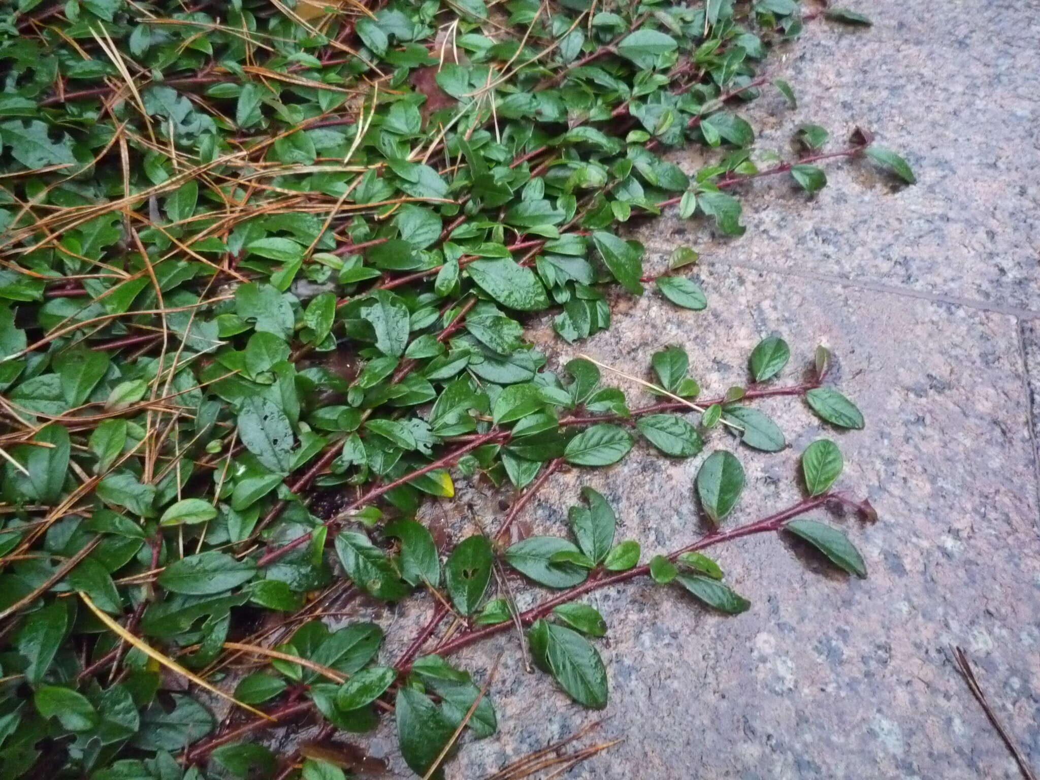 Image of coral beauty cotoneaster