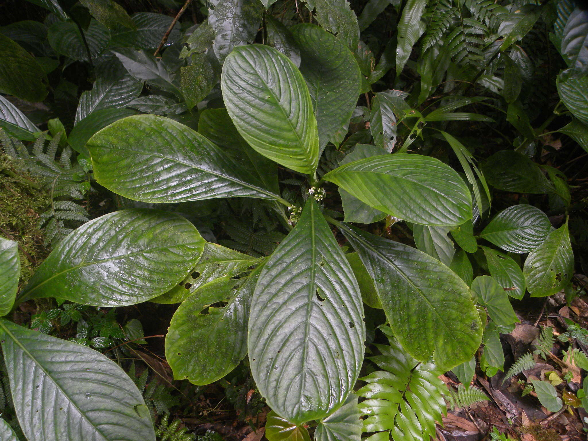 Image of Notopleura discolor (Griseb.) C. M. Taylor