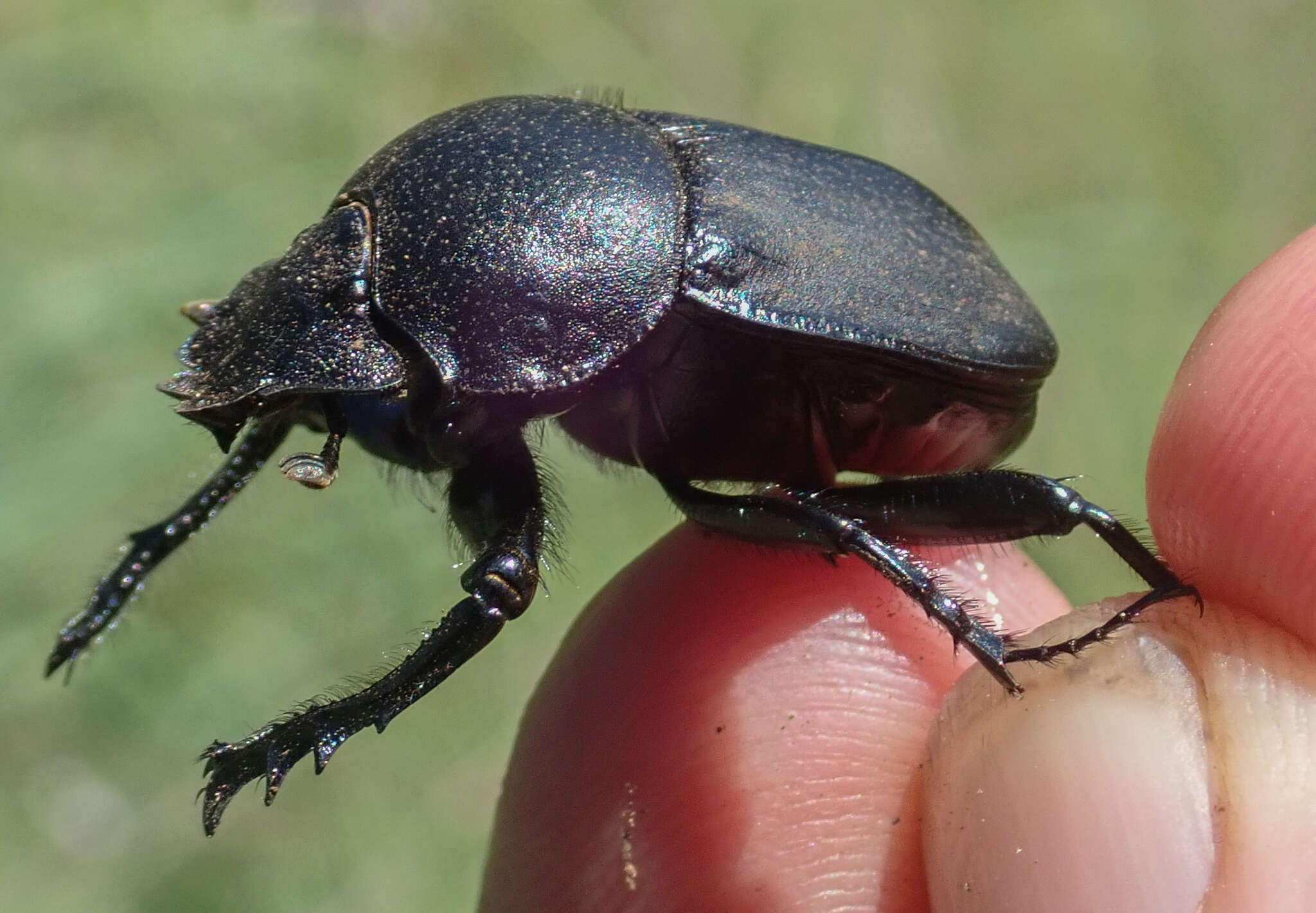 صورة Scarabaeus westwoodi Harold 1869