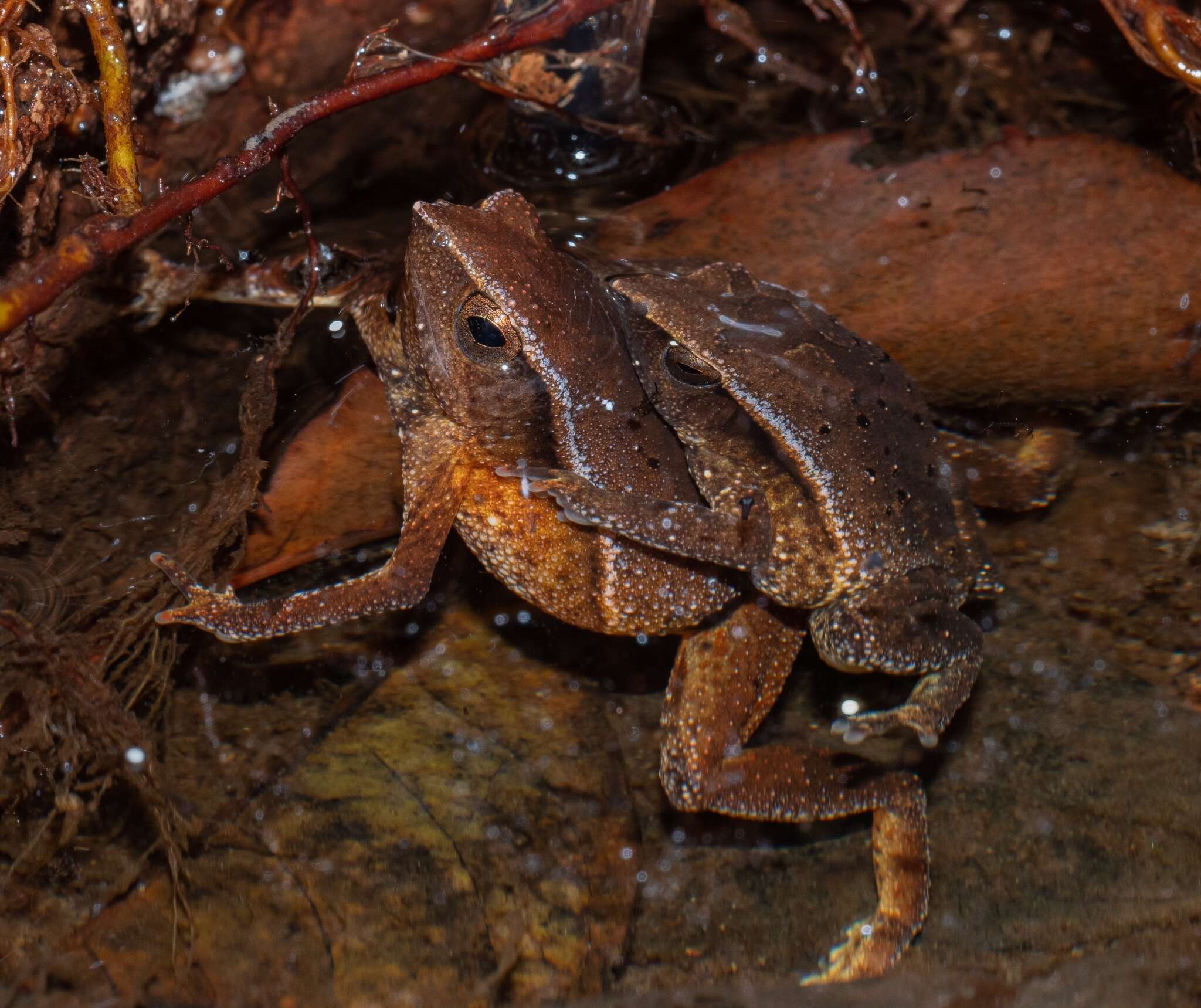 Image de Kalophrynus limbooliati Matsui, Nishikawa, Belabut, Ahmad & Yong 2012