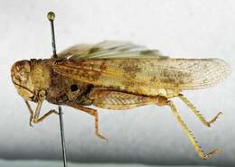 Image of Wrangler Grasshopper