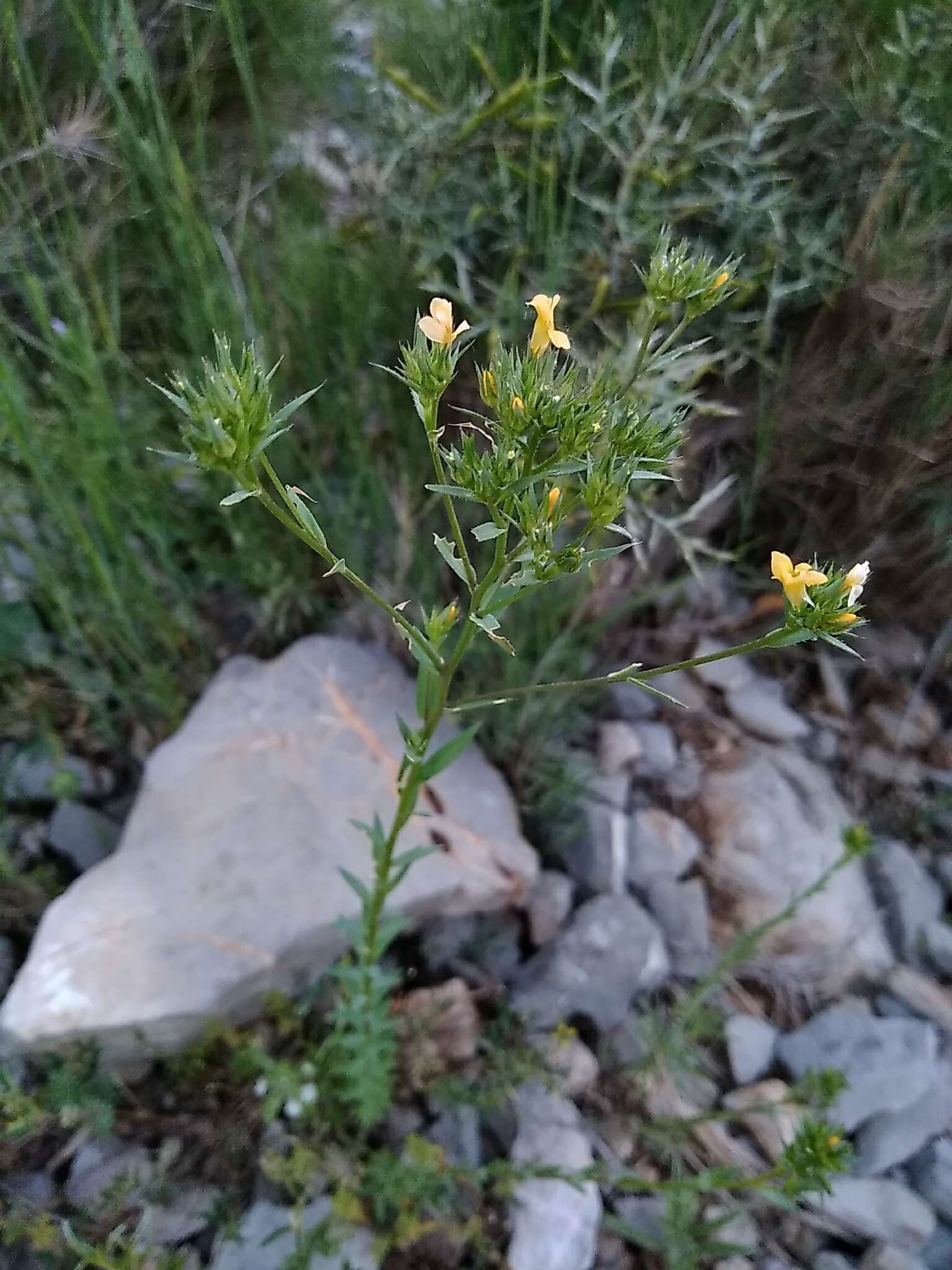 Слика од Linum strictum L.