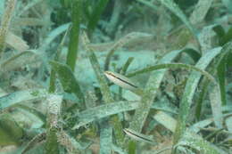 Image of Slippery Dick