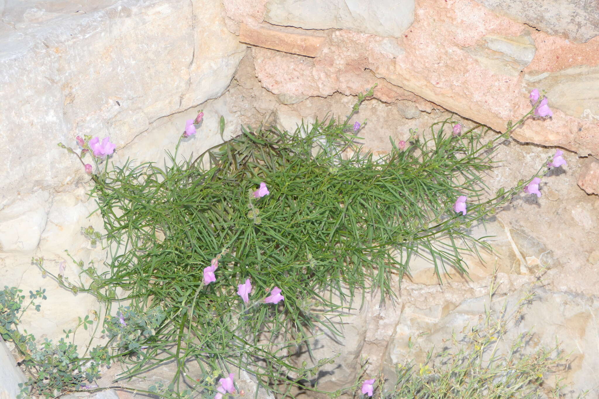 Image of Antirrhinum litigiosum Pau