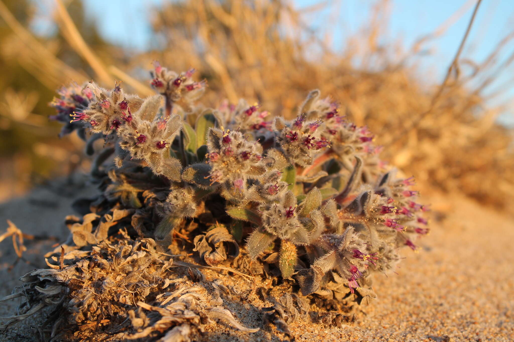 Слика од Craniospermum subvillosum Lehm.