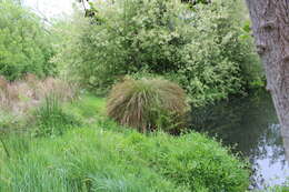 Image of Carex secta Boott