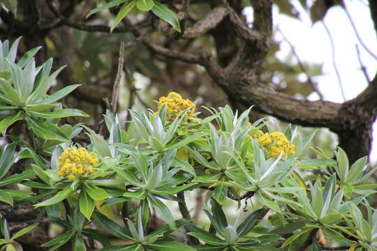 Image of Brachyglottis stewartiae (J. B. Armstr.) B. Nord.