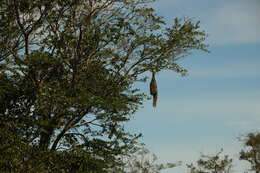 Image of Baya Weaver