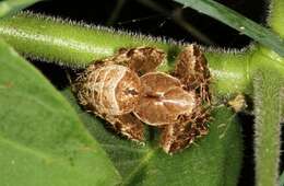 Image of Pararaneus perforatus (Thorell 1899)