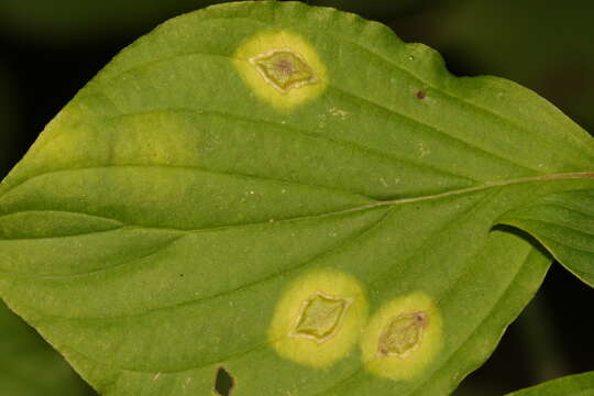 صورة Parallelodiplosis subtruncata (Felt 1907)