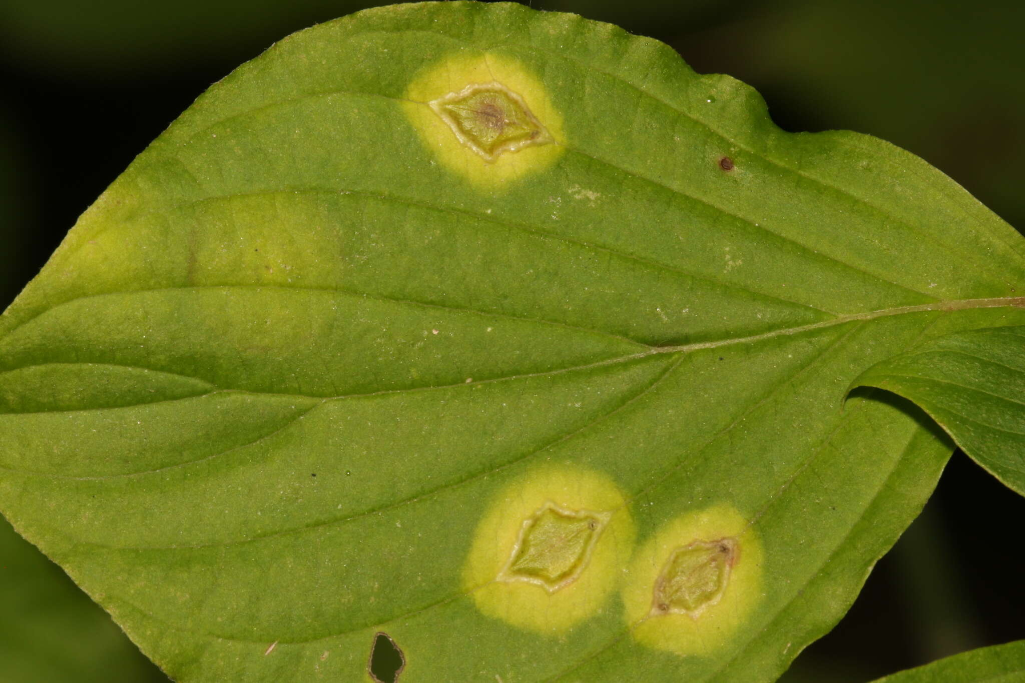 Image de Parallelodiplosis subtruncata (Felt 1907)