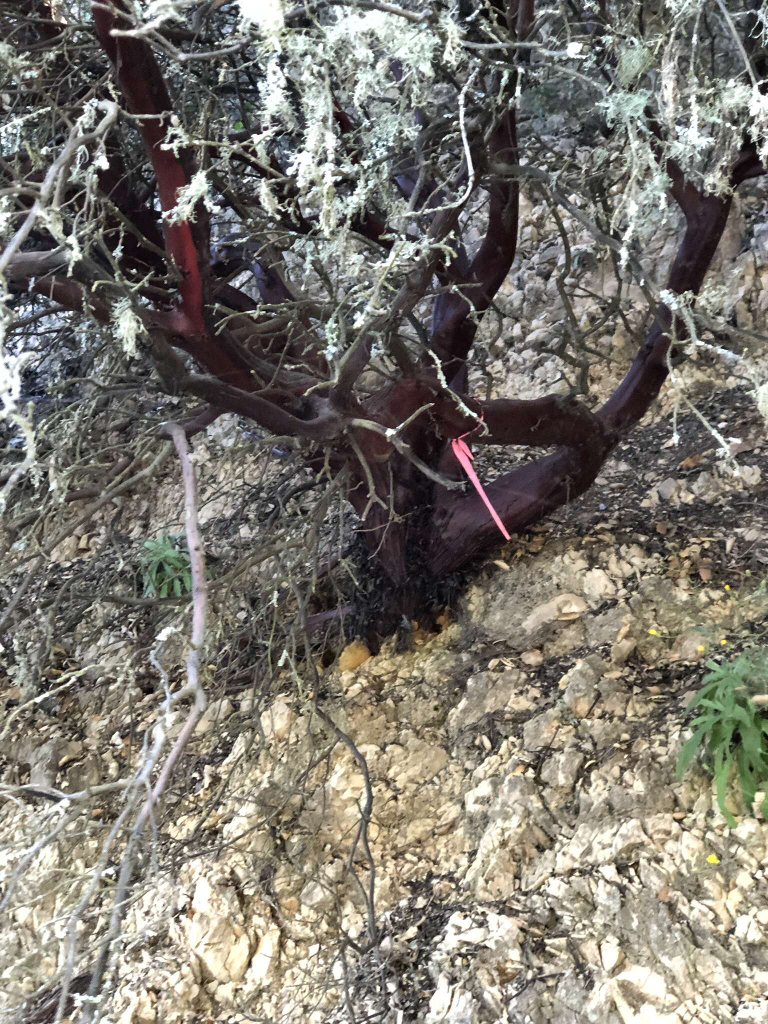 Plancia ëd Arctostaphylos pechoensis (Abrams) Dudley