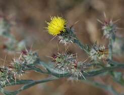 Imagem de Centaurea melitensis L.