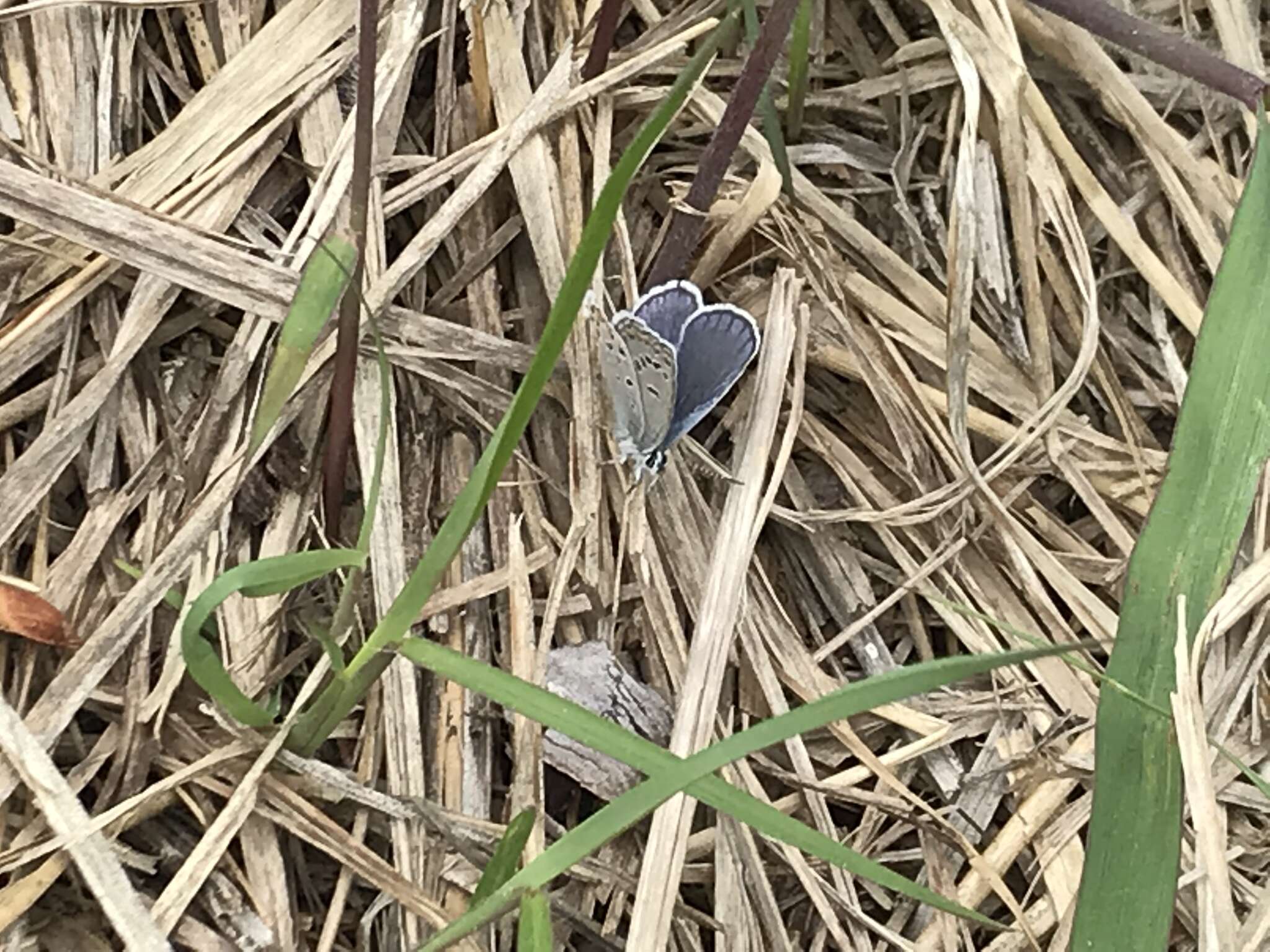 Image of Plebejus samuelis