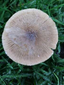 Image of Entoloma conferendum (Britzelm.) Noordel. 1980