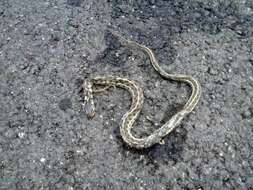 Image of Checkered Garter Snake