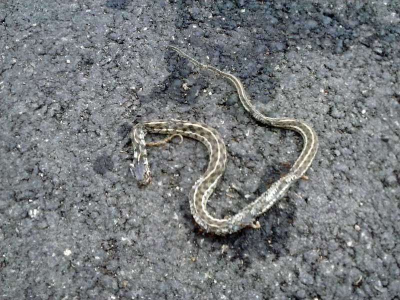 Image of Checkered Garter Snake