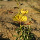 Image of Kersia kalachariensis subsp. kalachariensis