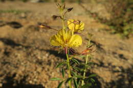 Plancia ëd Kersia kalachariensis subsp. kalachariensis