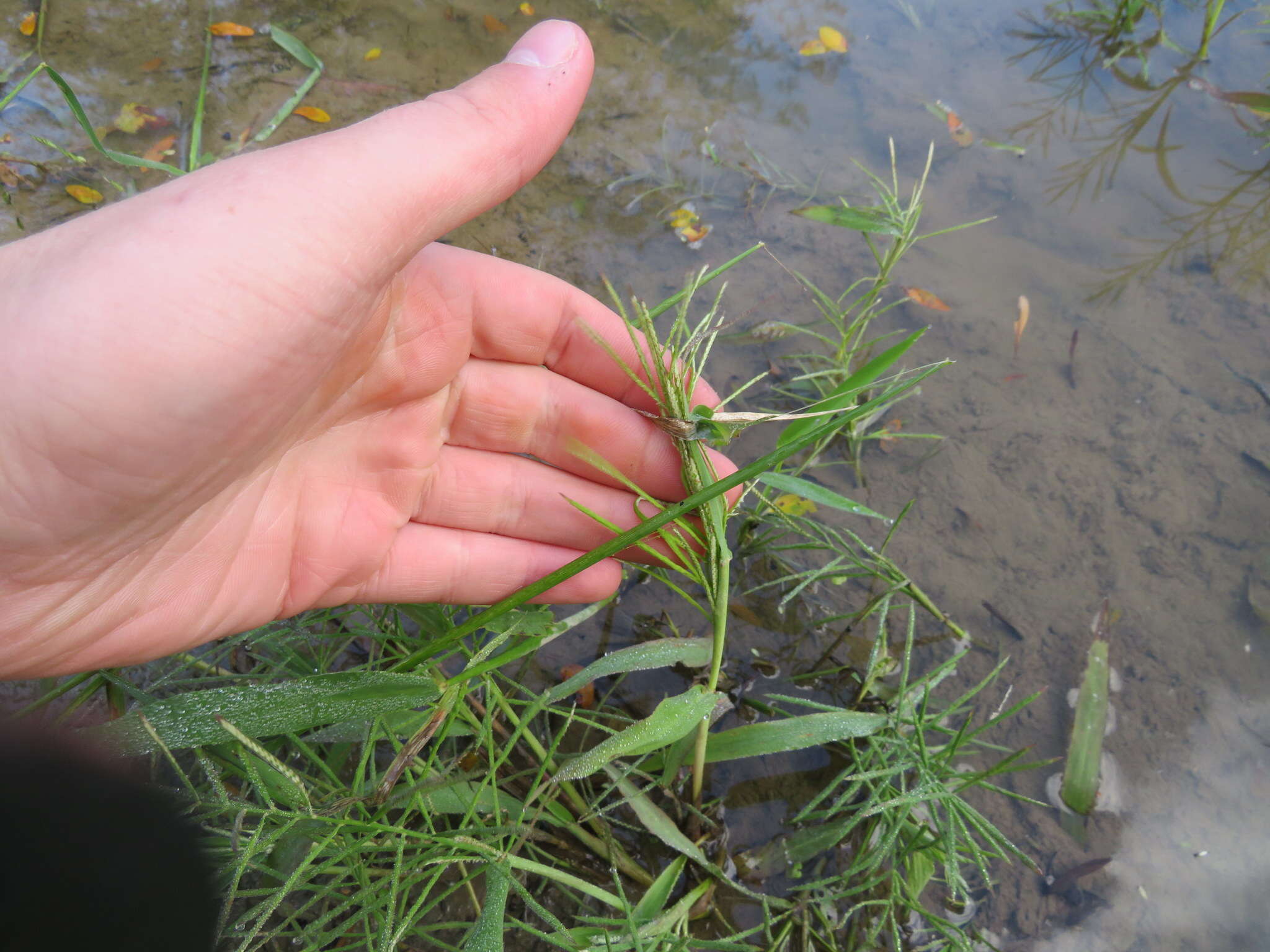 Image of Horse-Tail Crown Grass
