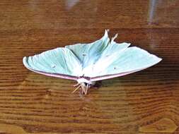 Image of Actias artemis (Bremer & Grey 1853)