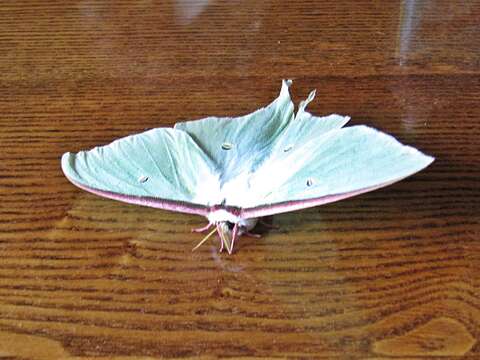 Image of Actias artemis (Bremer & Grey 1853)