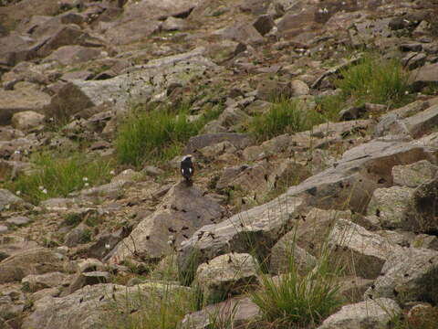 Image of Güldenstädt's Redstart