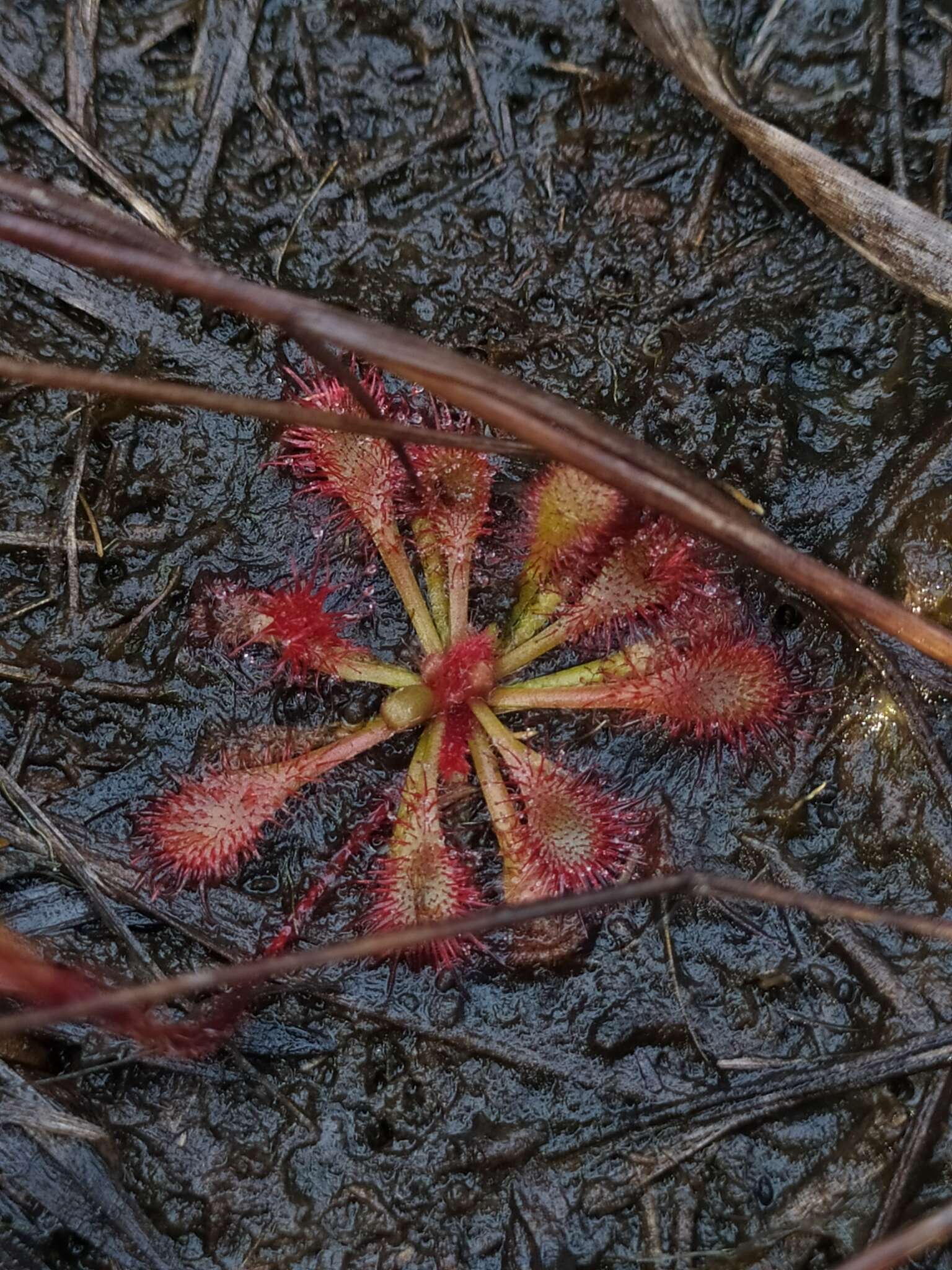 Image of Drosera hirtella St. Hil.