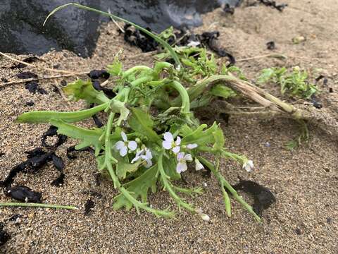 صورة Cakile maritima subsp. islandica (Gand.) Elven