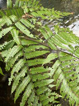 Image of Bird-Wing Tree Fern