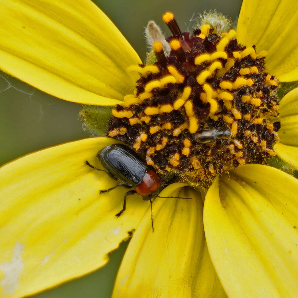 Image of Cryptocephalus sanguinicollis Suffrian 1852