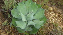 Image of Agave potatorum Zucc.