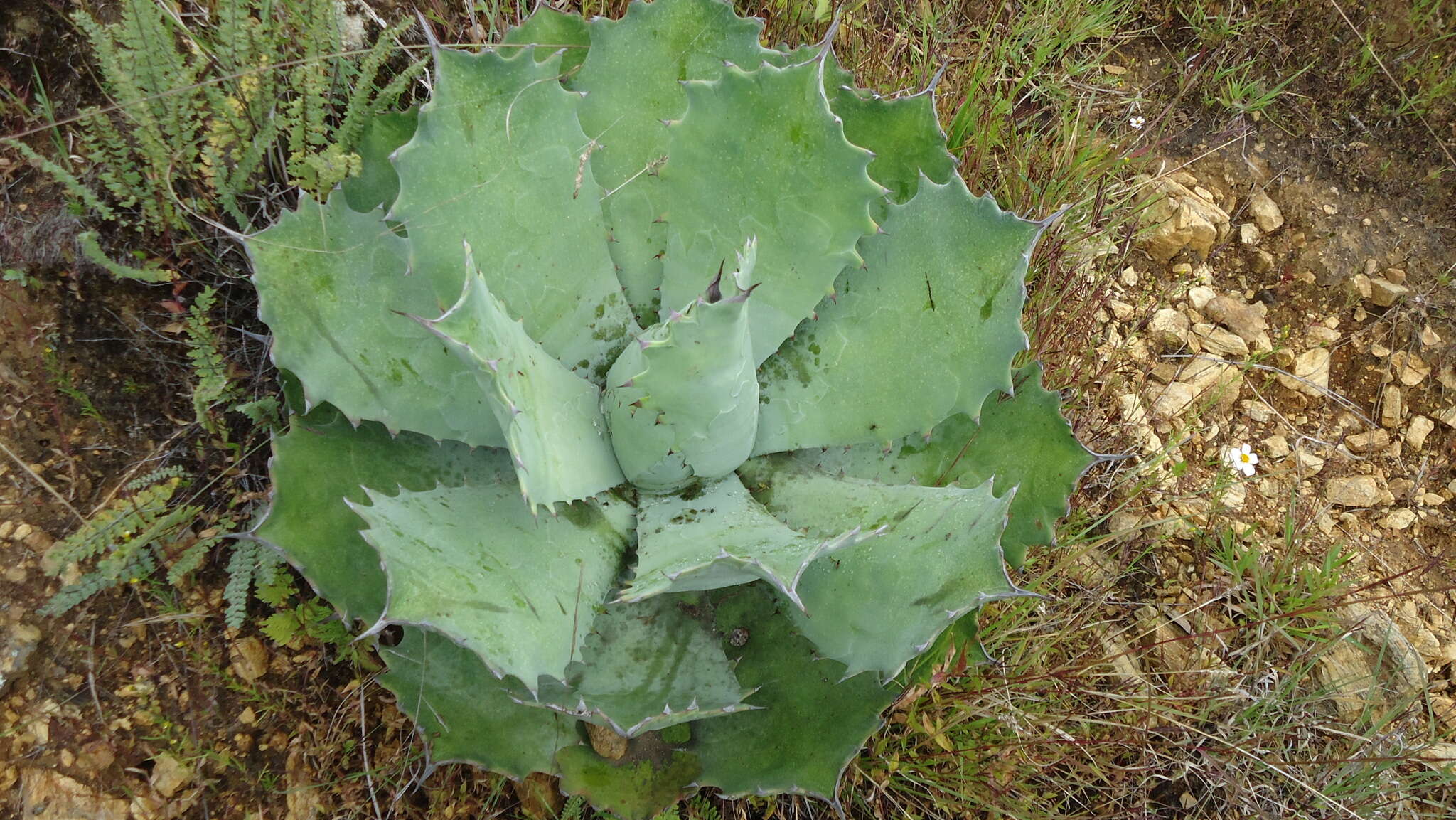 Image of Agave potatorum Zucc.