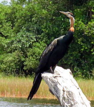 Image of African Darter