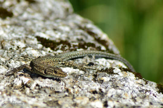 Image of Podarcis guadarramae lusitanicus Geniez et al. 2014