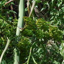 Image de Agave americana subsp. americana