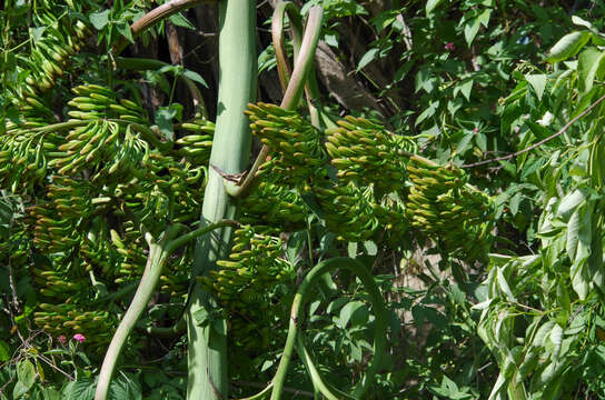 Image of American century plant