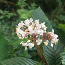 Image of Begonia cooperi C. DC.