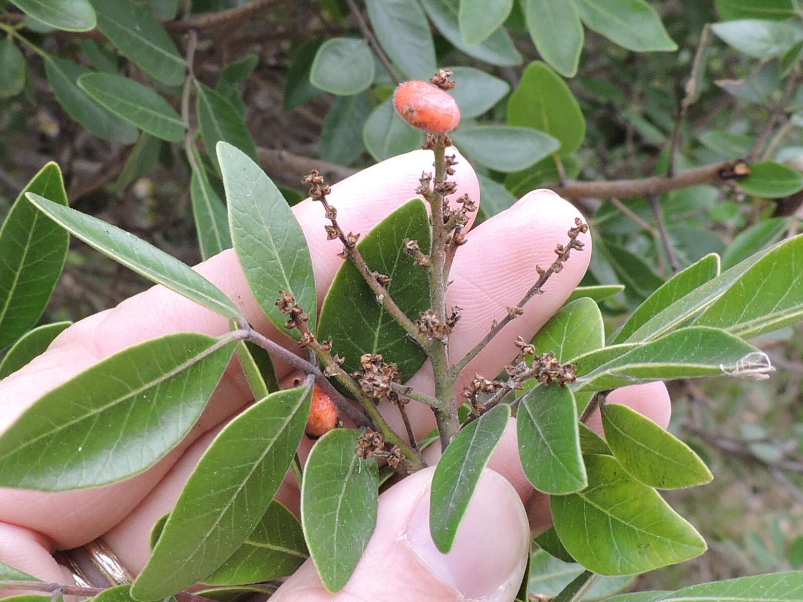 Image of evergreen sumac