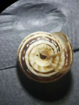 Image of Maritime gardensnail