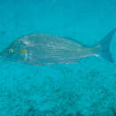 Image of Atlantic spotted grunter