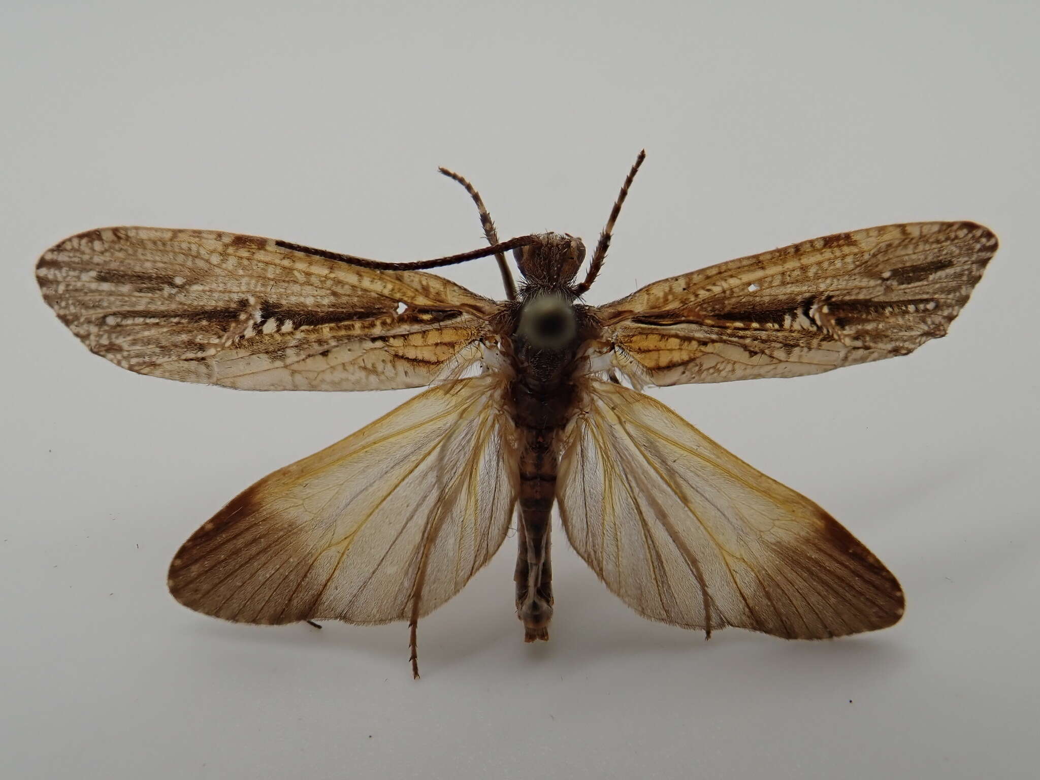 Image of Phryganea (Neophryganea) sayi Milne 1931