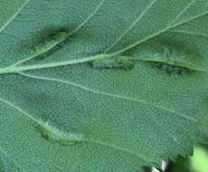 Imagem de Blaesodiplosis crataegifolia (Felt 1907)