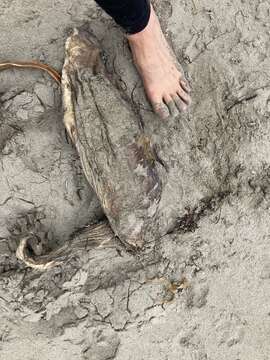 Image of sleeper shark