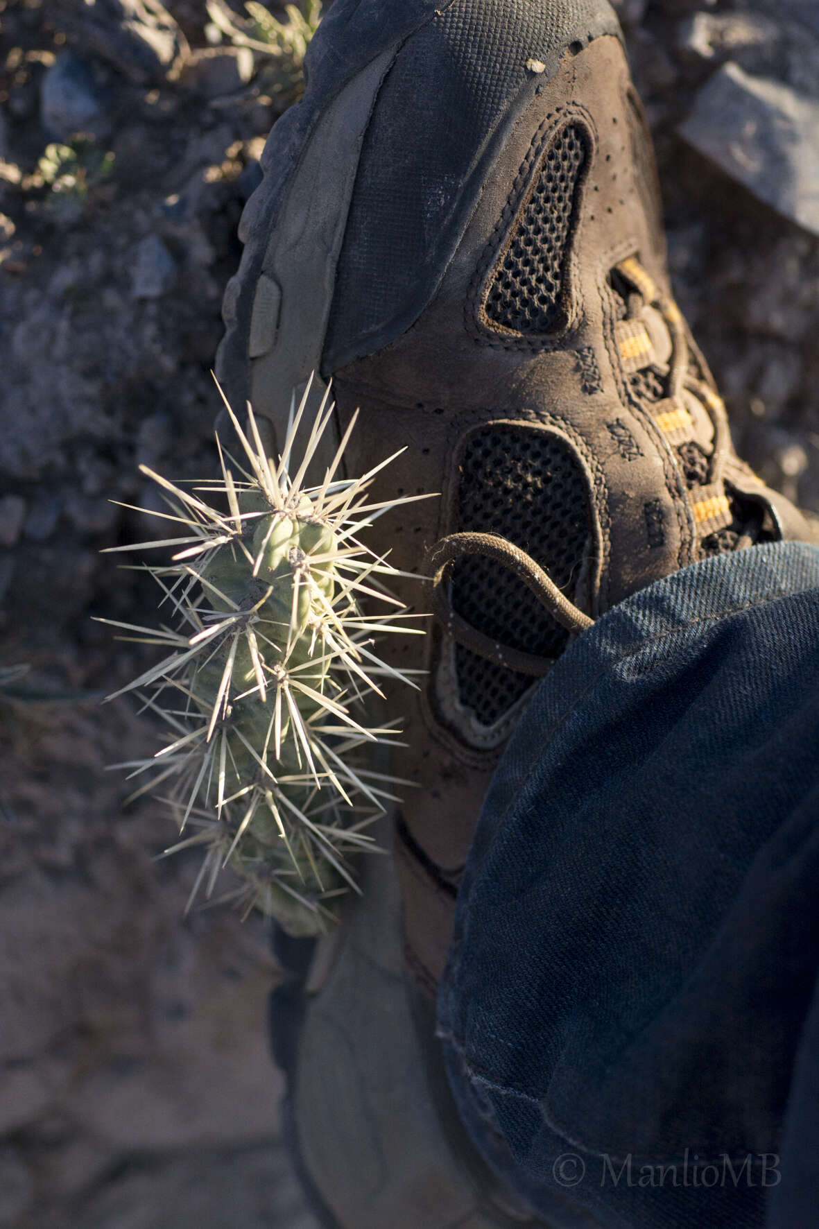 Image of tree cholla